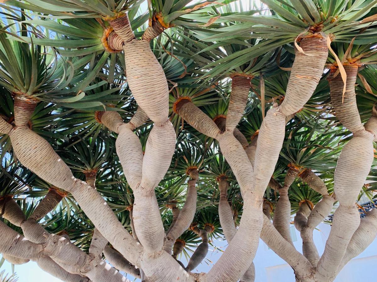 Apartament El Drago Costa Teguise Zewnętrze zdjęcie
